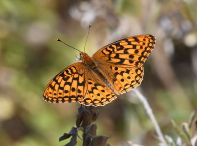 Zerene Fritillary: Speyeria zerene