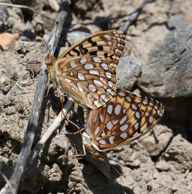 Zerene Fritillary: Speyeria zerene