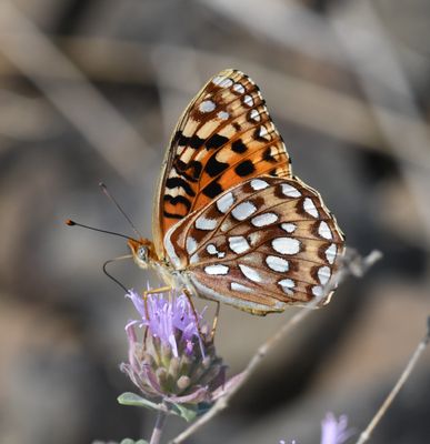 Zerene Fritillary: Speyeria zerene