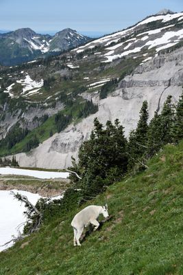 Mountain Goat