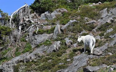 Mountain Goat