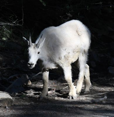 Mountain Goat