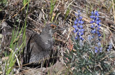 Dusky Grouse