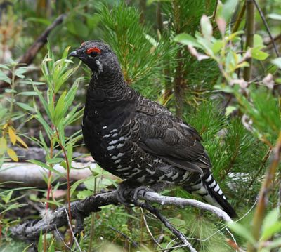 Spruce Grouse