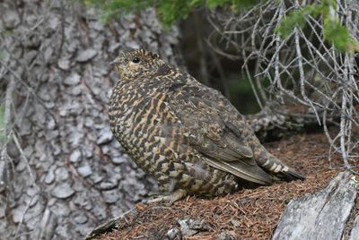 Spruce Grouse