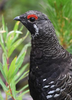 Spruce Grouse