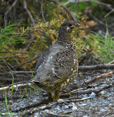 Spruce Grouse