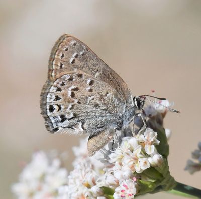 Behr's Hairstreak: Satyrium behrii