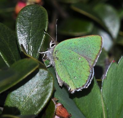 Bramble Green Hairstreak: Callophrys dumetorum