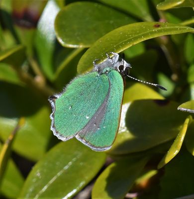 Bramble Green Hairstreak: Callophrys dumetorum