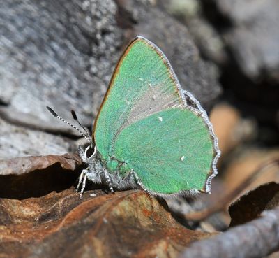 Bramble Green Hairstreak: Callophrys dumetorum