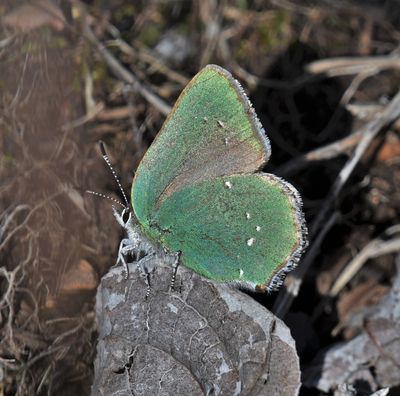 Bramble Green Elfin: Callophrys dumetorum