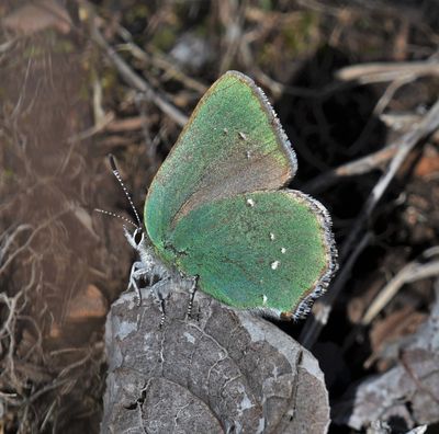 Bramble Green Hairstreak: Callophrys dumetorum