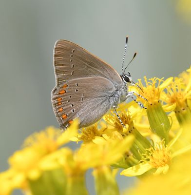 Coral Hairstreak: Satyrium titus