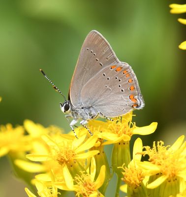 Coral Hairstreak: Satyrium titus