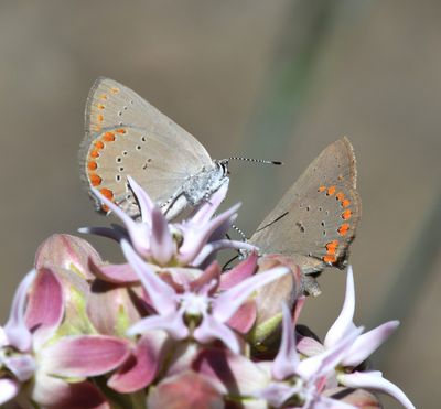 Coral Hairstreak: Satyrium titus