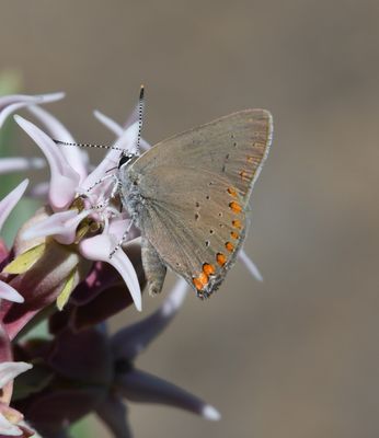 Coral Hairstreak: Satyrium titus
