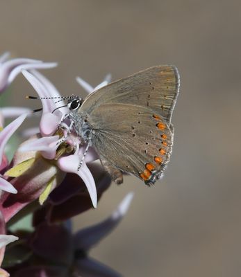 Coral Hairstreak: Satyrium titus