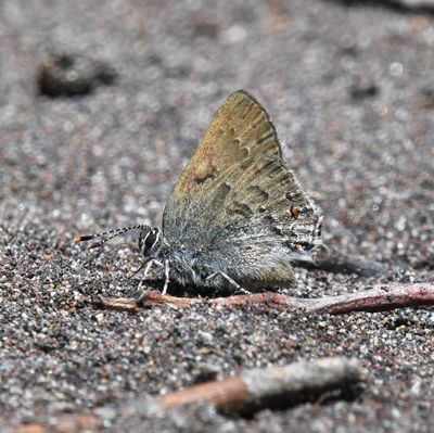 Goldhunter's Hairstreak: Satyrium auretorum