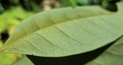 Golden Hairstreak: Habrodais grunus