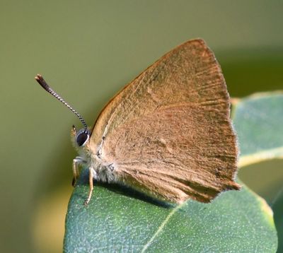 Golden Hairstreak: Habrodais grunus