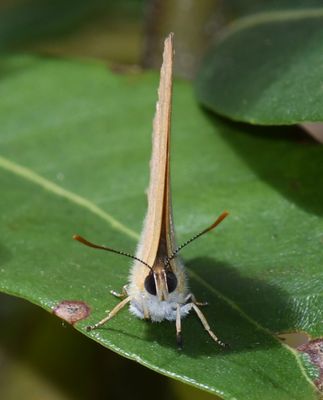 Golden Hairstreak: Habrodais grunus