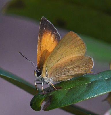 Golden Hairstreak: Habrodais grunus