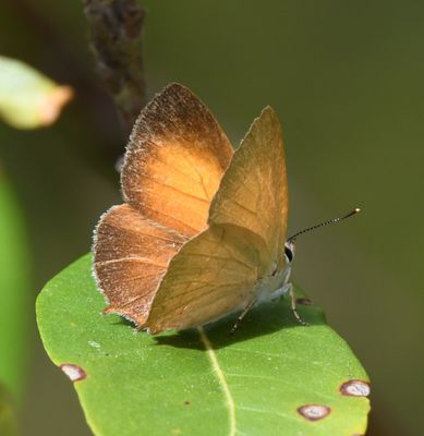 Golden Hairstreak: Habrodais grunus