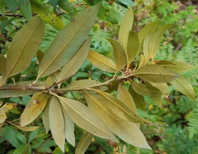 Golden Hairstreak: Habrodais grunus