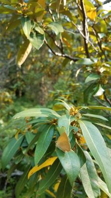 Golden Hairstreak: Habrodais grunus