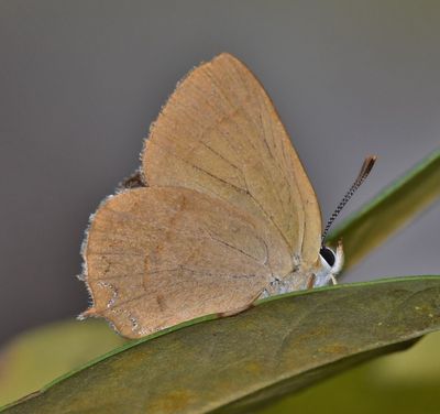 Golden Hairstreak: Habrodais grunus