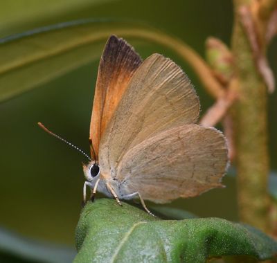 Golden Hairstreak: Habrodais grunus