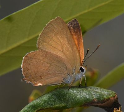 Golden Hairstreak: Habrodais grunus