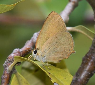 Golden Hairstreak: Habrodais grunus