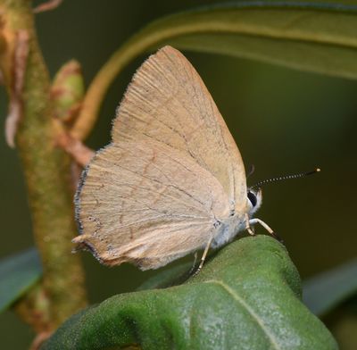 Golden Hairstreak: Habrodais grunus