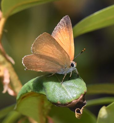 Golden Hairstreak: Habrodais grunus