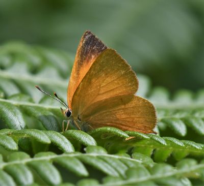 Golden Hairstreak: Habrodais grunus