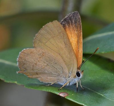 Golden Hairstreak: Habrodais grunus