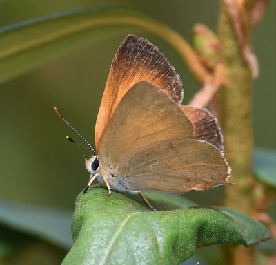 Golden Hairstreak: Habrodais grunus