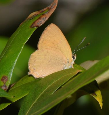 Golden Hairstreak: Habrodais grunus