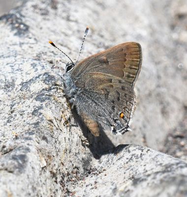 Goldhunter's Hairstreak: Satyrium auretorum