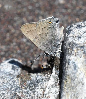 Goldhunter's Hairstreak: Satyrium auretorum