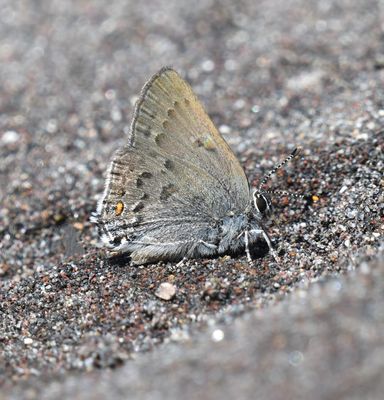 Goldhunter's Hairstreak: Satyrium auretorum