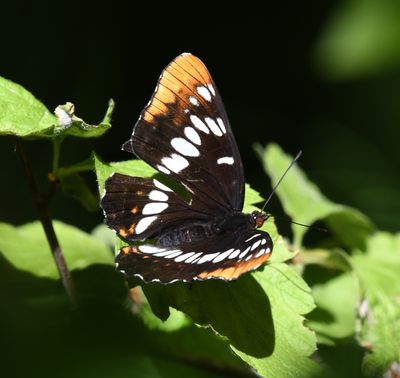 Lorquin's Admiral: Limenitis lorquini