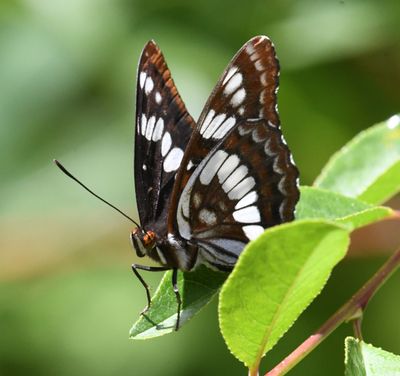 Lorquin's Admiral: Limenitis lorquini