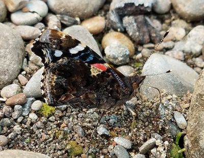 Red Admiral: Vanessa atalanta