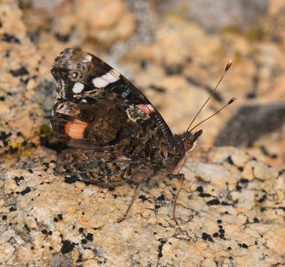 Red Admiral: Vanessa atalanta