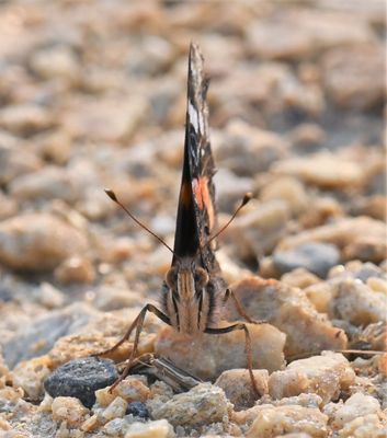 Red Admiral: Vanessa atalanta