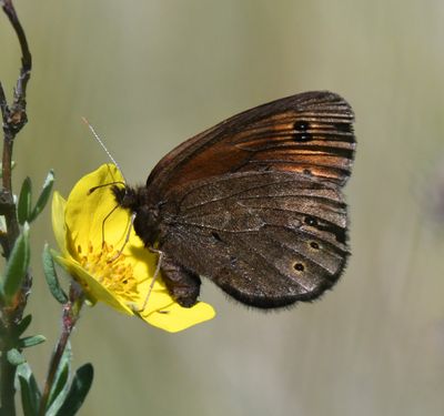 Butler's Alpine: Erebia epipsodea