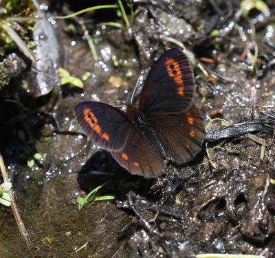 Butler's Alpine: Erebia epipsodea